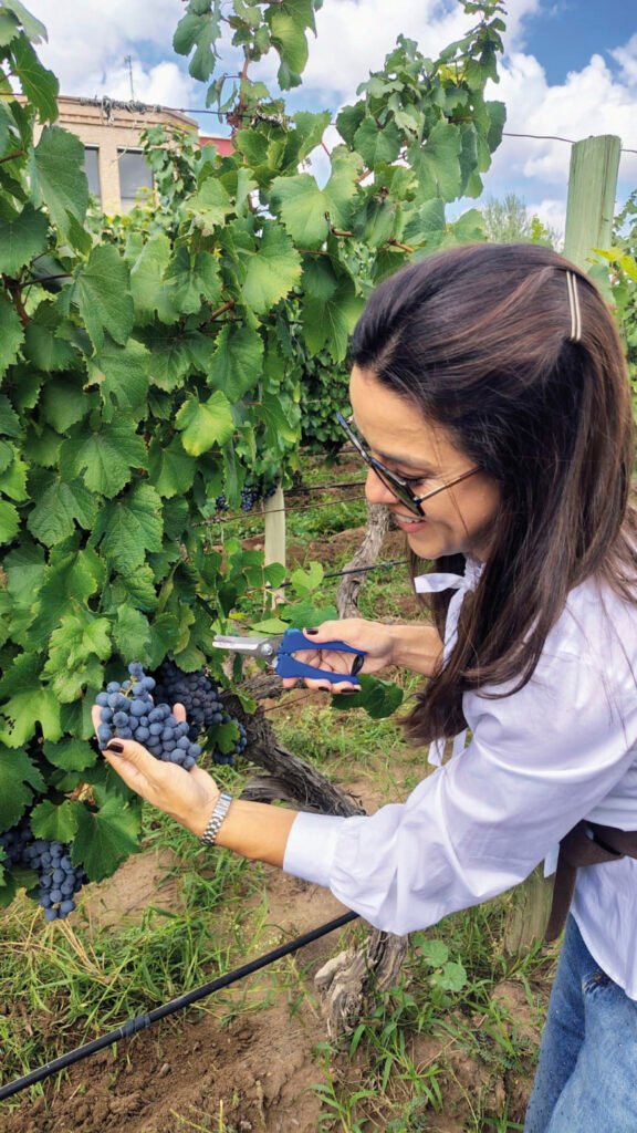 recoleccion de uvas vendimia