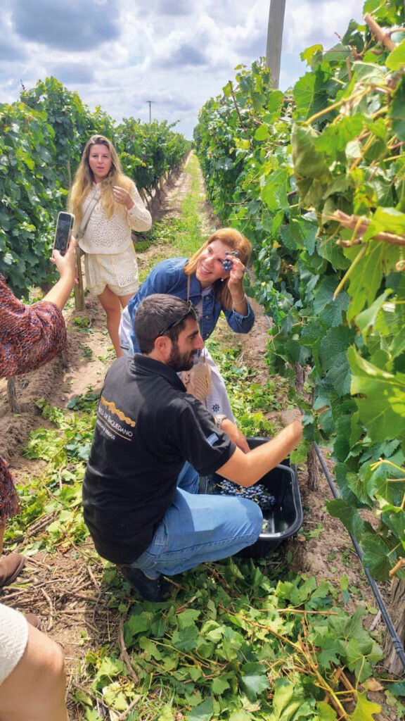 cosecha de uvas vendimia