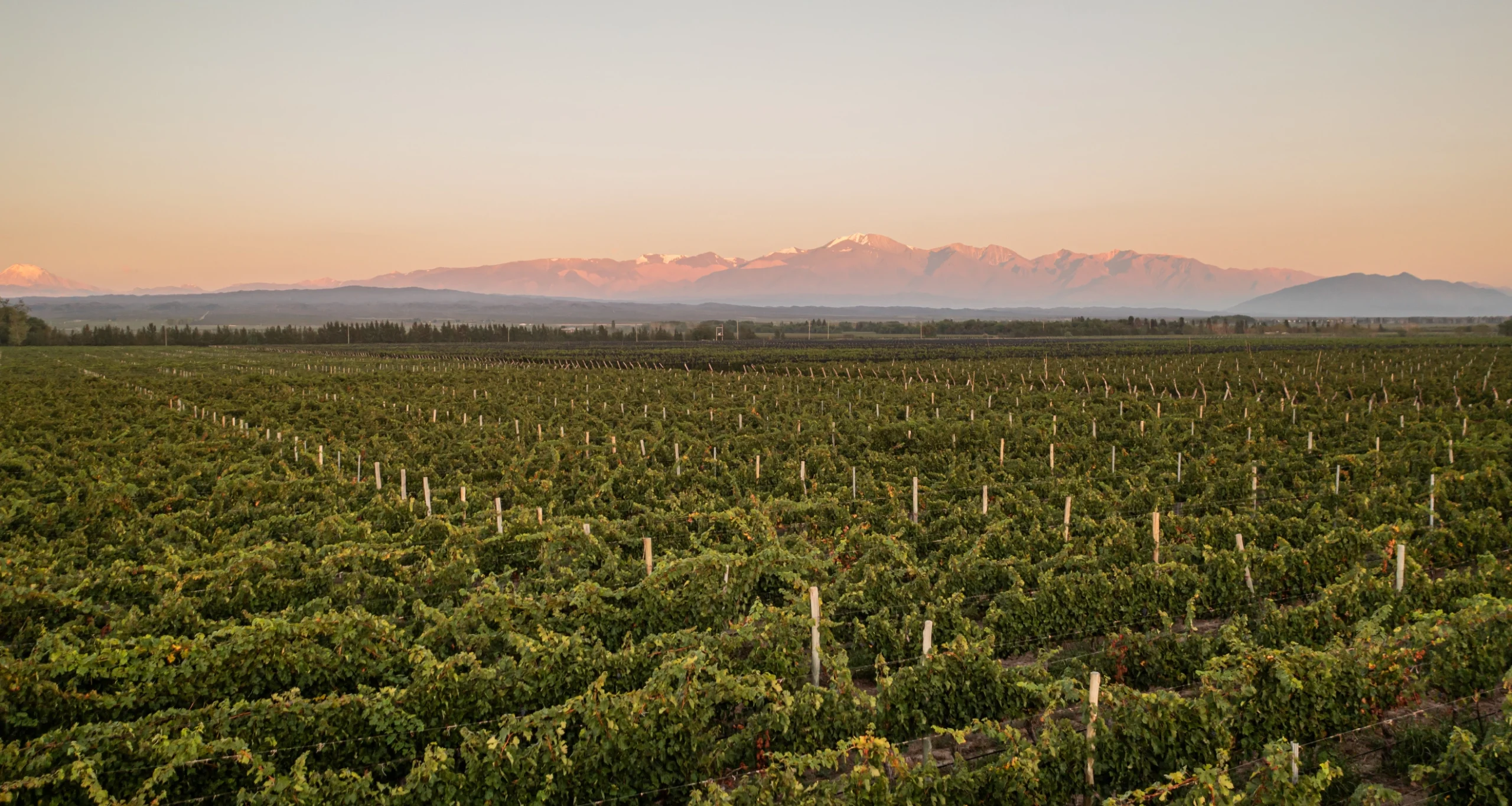 bodegakaikenfincaagrelobodegas viñedos agrelo vendimia mendoza