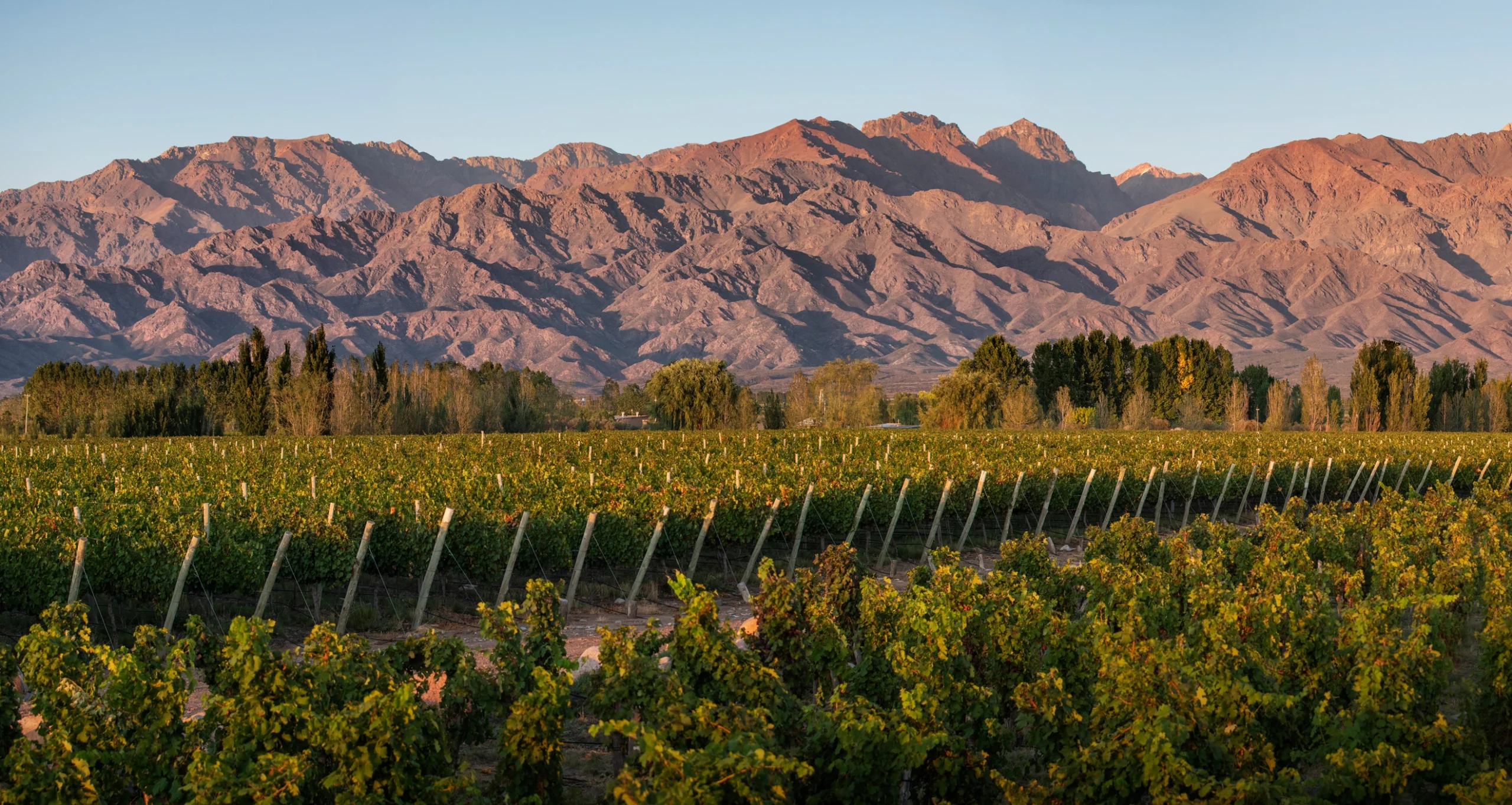 viñedo en los andes mendoza vendimia