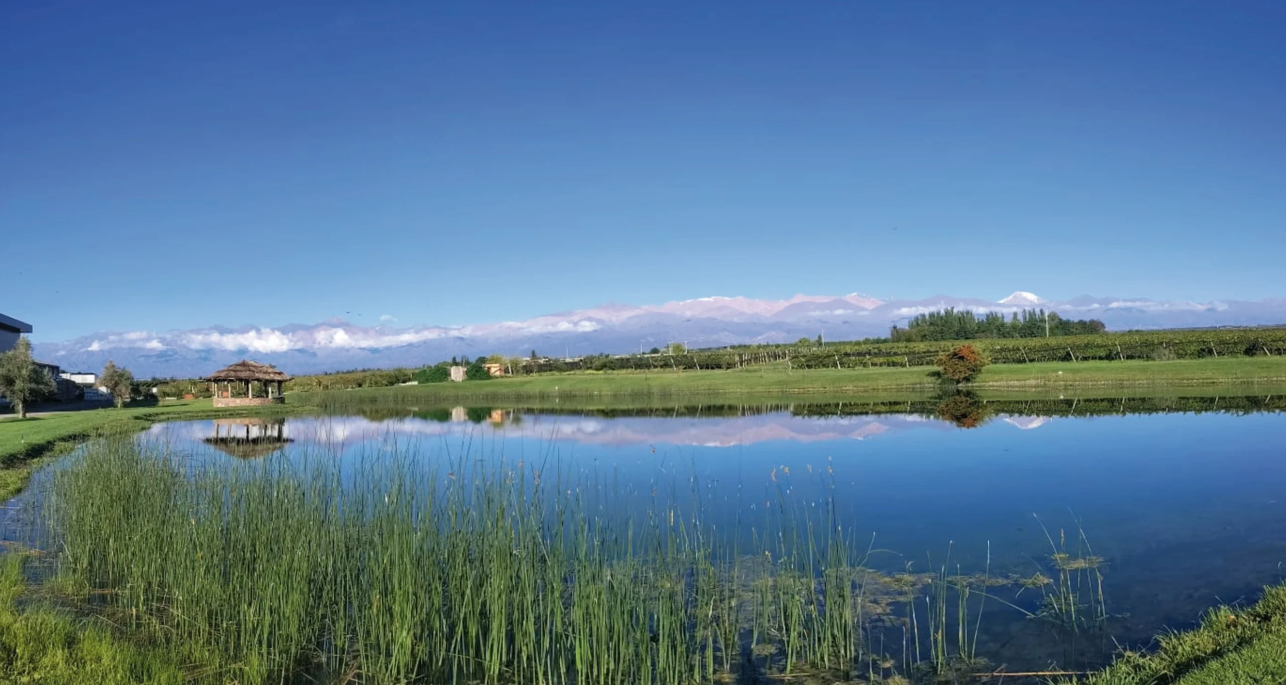 domainebousquetvalledeucobodegas Bodegas Valle de Uco Mendoza Vendimia