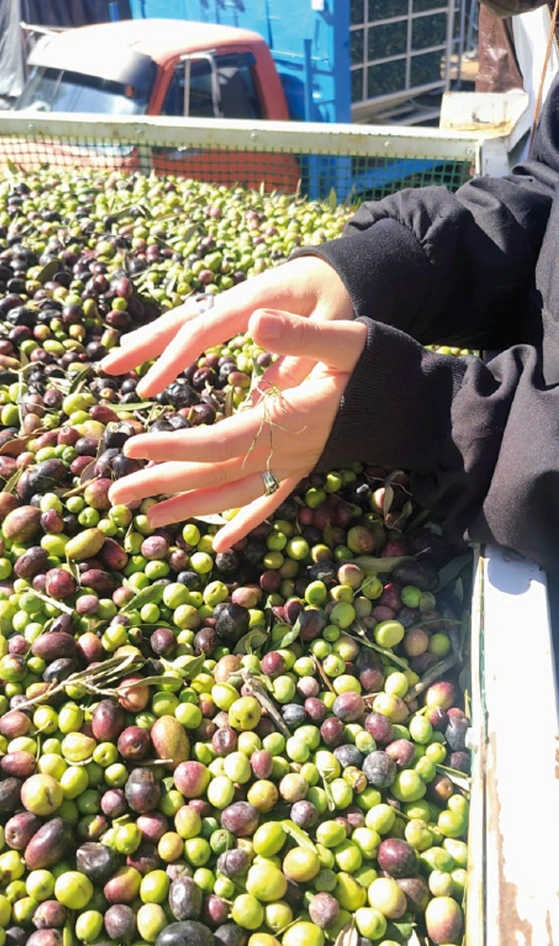lujancorazondelunluntaolivos Bodegas Lujan Mendoza Vendimia