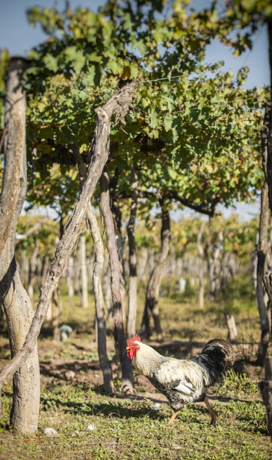 lujankaikenviñas Bodegas Lujan Mendoza Vendimia