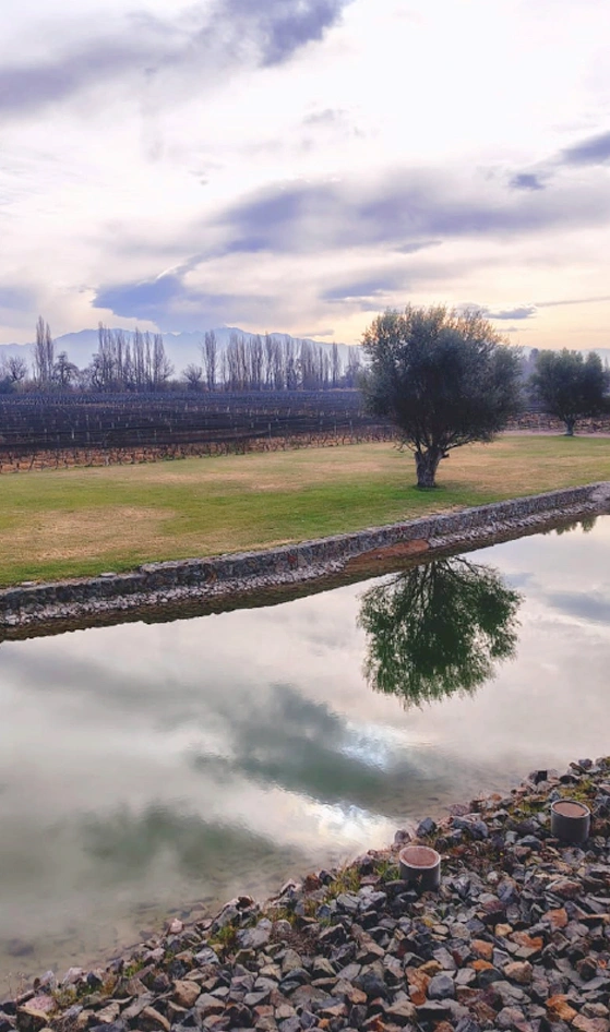 lujanquimeravistas Bodegas Lujan Mendoza Vendimia