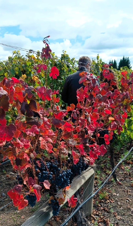valledeucoviñavidaviñas Bodegas Valle de Uco Mendoza Vendimia